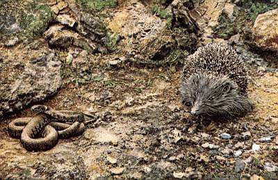 Grey hedgehog approaching coiled brown snake. Rocky area with low vegetation.