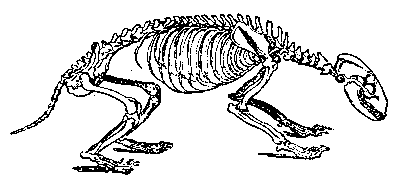 Short tail; rounded skeleton; short legs; elongated head.
