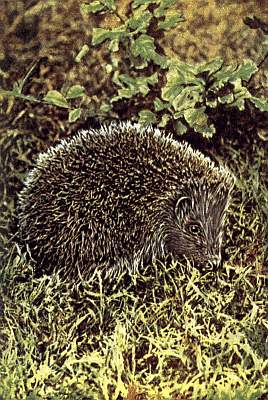 Curled, grey-brown hedgehog with nose in grass.