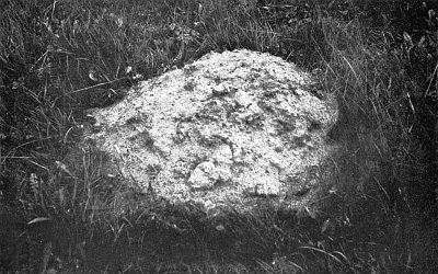 Mound of dirt in grassy field.