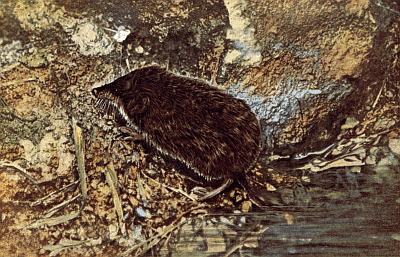 Brown shrew emerging from water onto rocky bank with sparse vegetation.