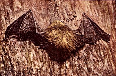 Top view of small brown bat with long fur.