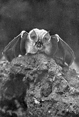 Bat with prominent nose leaf and large ears sitting on a rock with wings spread.