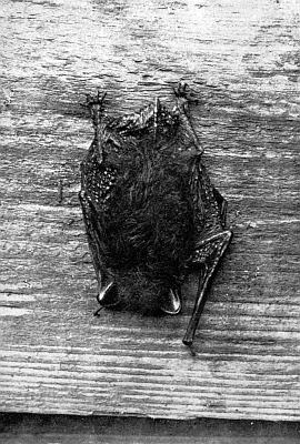 Long-haired bat hanging against wood slab.