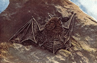Bat climbing on rock.