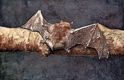 Short-eared brown bat on tree limb.