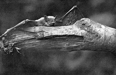 Bat with wings spread on broken tree limb.