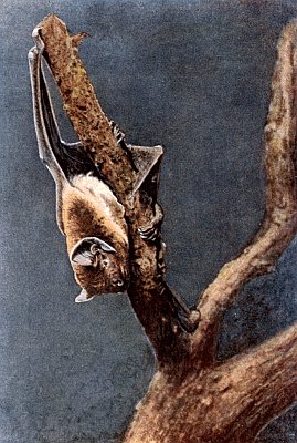 Brown bat angled upside down on branch, arm extended left, tail extended right.