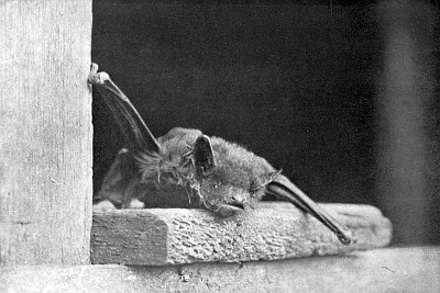 Bat crawling on wooden ledge.