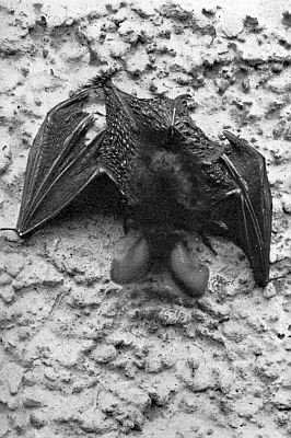 Bat on stony surface opening wings and ears.