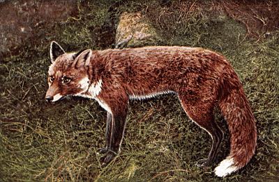 Red fox, black legs, white-tipped tail, in grass and trees.
