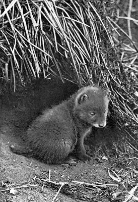 Fuzzy cub sitting in burrow of dirt and tall grass.