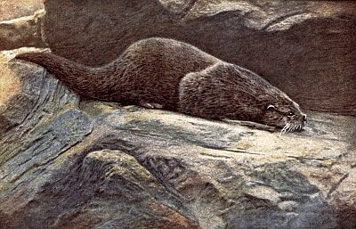 Brown-grey otter with long thick tail laying on blue-grey rock.