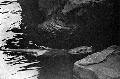 Otter swimming into narrow inlet between tall rocks.