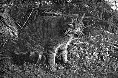 Tabby-striped cat, square face, long whiskers, sitting in forested area.