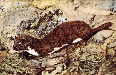 Red-brown weasel, white underbelly, short tail; on blue-grey rocks, sticks, short grasses.