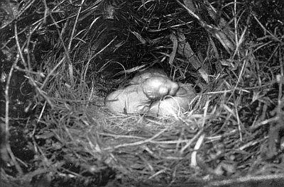 Naked and blind babies in a nest of grasses.
