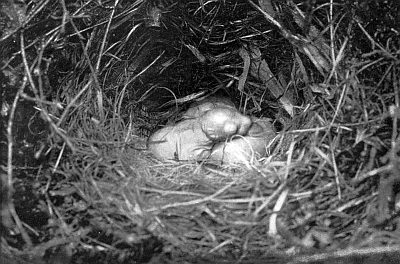 Naked and blind babies in a nest of grasses.