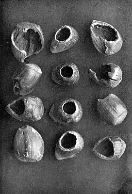 A dozen nut shells arranged to show precise teeth holes.