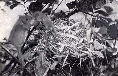 Dormouse and furry young in nest of grasses among leaves and thorns.