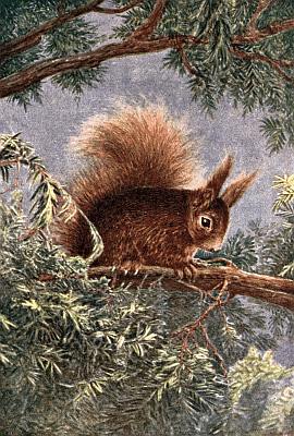 Red-brown squirrel, ear tufts, long fluffy tail, perched on evergreen tree limb.