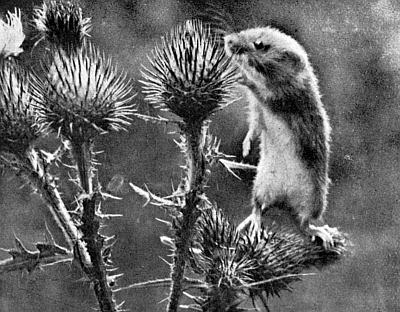 Harvest Mouse standing on thistles picking through blossoms.