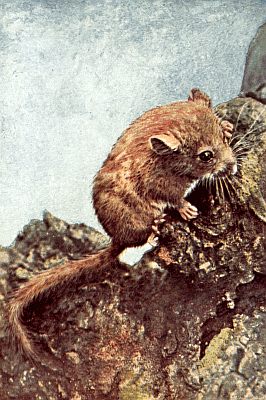 Light brown dormouse, long white whiskers, white underbelly; brown and yellow rocks, blue sky.