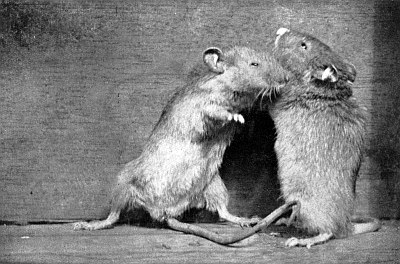 Two mice standing on hind legs, grappling with each other.