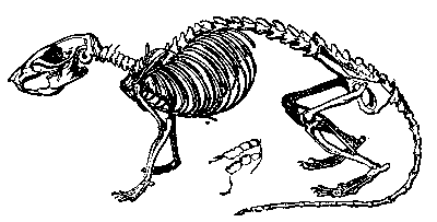 Elongated head, narrow ribcage, short legs, long tail; three molars.
