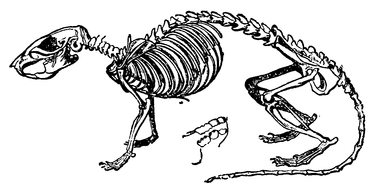 Серая крыса строение. Скелет крысы референс. Скелет крысы строение. Скелет задней конечности крысы. Анатомия крысы скелет.