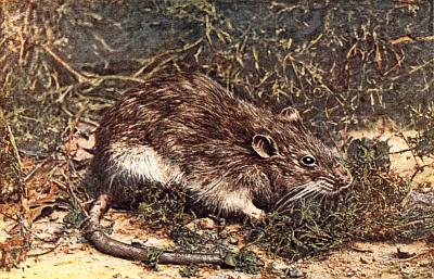 Brown rat, white underbelly, naked tail, among low grasses and scattered dirt.