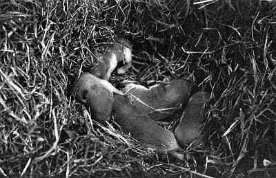 Infant young; short fur, dark tops, light underbellies; in circular nest of reeds and grasses.