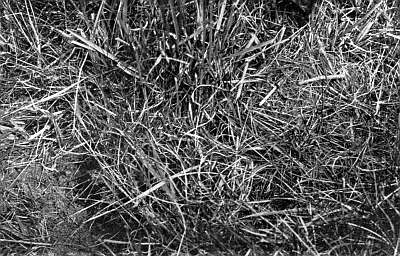 Tangle of reeds and grasses partially covering dirt run.