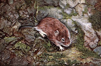 Bright chestnut-red vole with white underbelly on grey shale rocks and green mossy grasses.