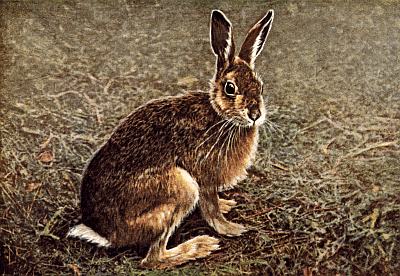 Tawny coloured hare, black tipped ears, white underbelly and tail; among short brown grasses.