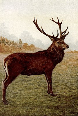 Red stag in prime condition, long brown mantle on neck and shoulders, head adorned with antlers.