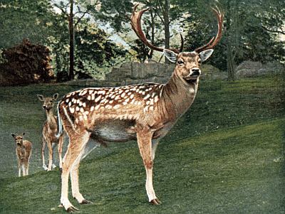 Broad palmate antlers; reddish-yellow coat with white spots and white underbelly.