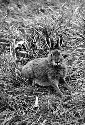 Hare in summer coat with white underbelly, shorter ears; sitting on haunches in taller grasses.