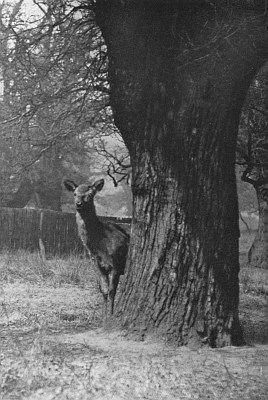 Female deer near wooden slat fence; peering around large tree trunk.