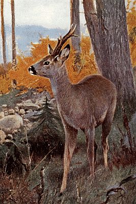 Small, reddish grey-brown deer with short, erect antlers; standing in wooded fall foliage.