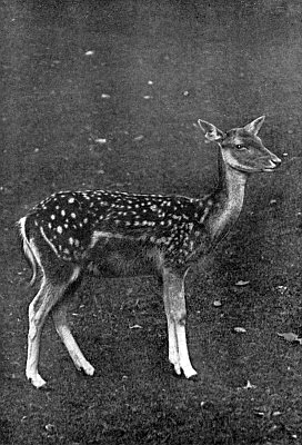 Female deer in meadow; white spots on back, white tail, white lower legs.