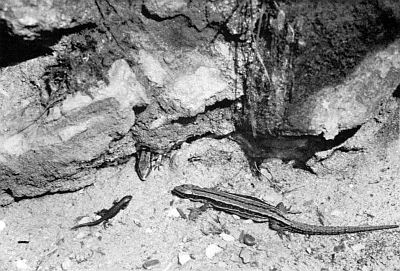 Two large and one small lizard in face-to-face meeting near rock pile.