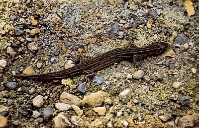 Dark brown lizard with variable lighter stripes; on bed of yellow, blue, and grey pebbles.