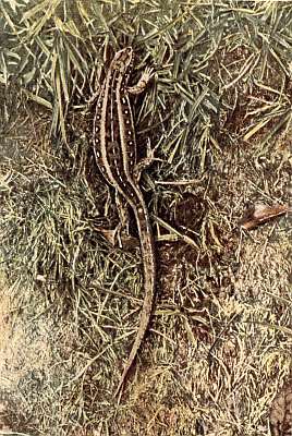 Sandy brown lizard with lighter stripes; rows of light dots on sides and tail; in low grasses.