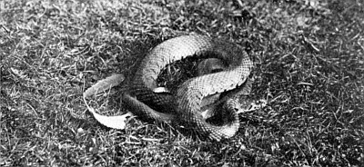 Coiled snake; small amount of cast skin showing underneath it.