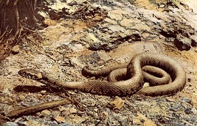 Light brown snake with black vertical bars on sides, curled on tan, blue, and grey rocks.