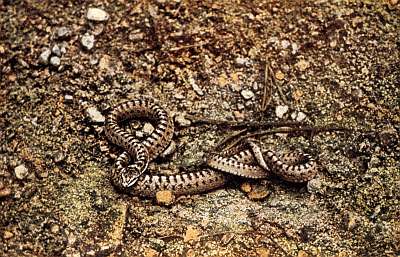 Grey-brown snake with dark cross-bars over the back and spots on sides; brown pebbles, grey rocks.