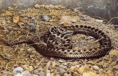 Lighter brown snake, dark brown wavy pattern on back, side spots; rocks and dry grasses.