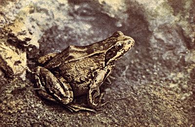 Yellowish frog, streaks and spots of brown; brown patch behind eye; brown cross-bars on long hind legs.