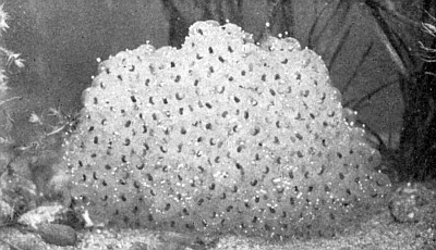 Larger tadpoles breaking apart translucent egg mass.